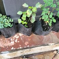 الصوت الأصلي - smart_gardener