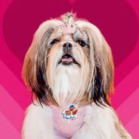 miasofiashihtzu