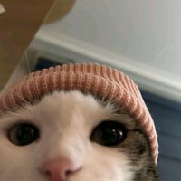 suara asli - faraaa💋