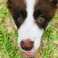 nalathecoolcollie