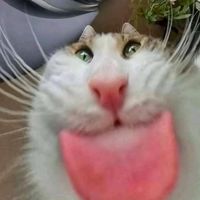 suara asli - 多Nunki (FREE PRESET)