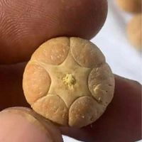 lamadabi