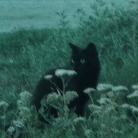 nhạc nền - edit vui vui