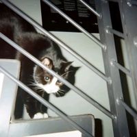 오리지널 사운드 - 1