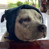 pangkunta