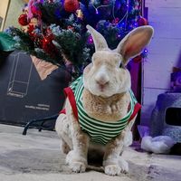 peter.bunny.pe