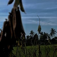 suara asli - msk202