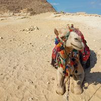 mostafasharawy20