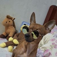 theo.pinscher