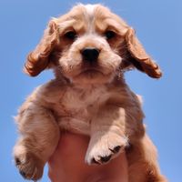 scooby.thecocker