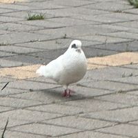 samdeuk0