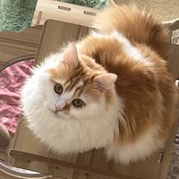 mocha.ragamuffin357