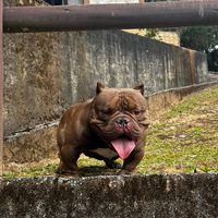 tonyamericanbull