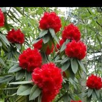 original sound - Salina Gurung