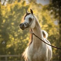 mostafa_elnajjar