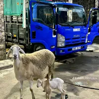 original sound - user71396513508144