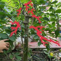 bonsaileduong
