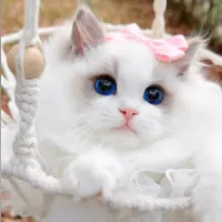 original sound - cutecat0333