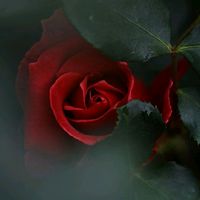 _mehlika1
