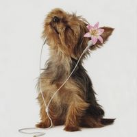 оригинальный звук