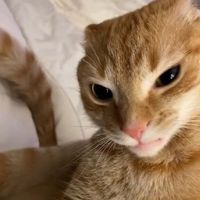 오리지널 사운드 - Doritos🎄