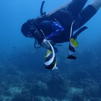 โซโล่ นะหน้าทอง