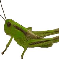 grasshopper4544