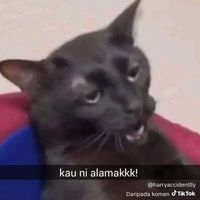 bunyi asal - znzd_🍉