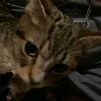 original sound - yanajaaaaaa