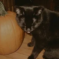 original sound - xiraaii