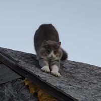 оригинальный звук