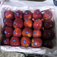 appleiranian1