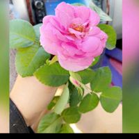 ahmed11_888