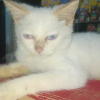 original sound - mikkamikka23