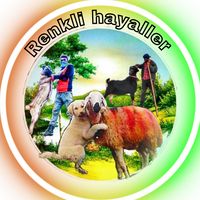 renklihayaller58