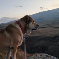 simba5adana5simba