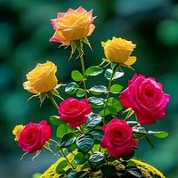 ruma23980