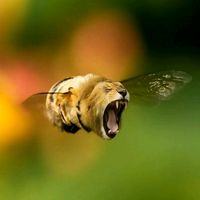 សំឡេងដើម - ឃ្មុំតោ🐝🦁
