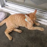 เสียงต้นฉบับ - วงหมาจร