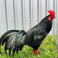 nhạc nền - Hậu Gà