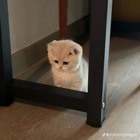 nhạc nền - 🎀Thảo Em🎀💎