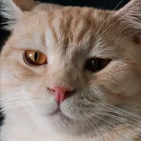 original sound - keakacat