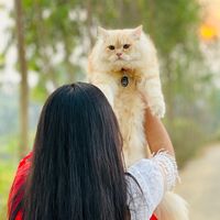 tasfiya__lipi