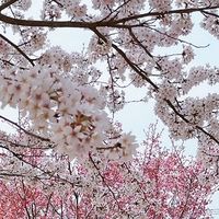 オリジナル楽曲 - 朝桜
