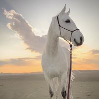 オリジナル楽曲 - 馬のルナ