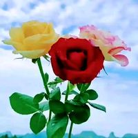 mm4340578gmail.com