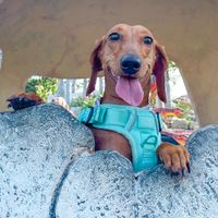 spicydaxie