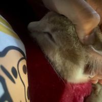 เสียงต้นฉบับ - ก้านกล้วยช้างศึกผู้กล้าหาญ🐘