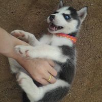 dogplaygaming
