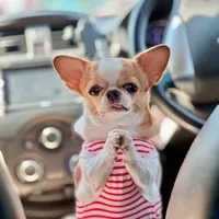 original sound - chihuahuabr